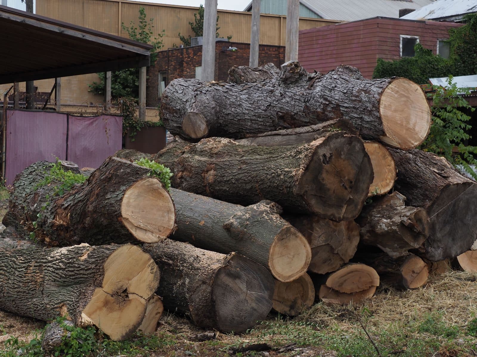 Raw logs staged in the APOC yard for milling